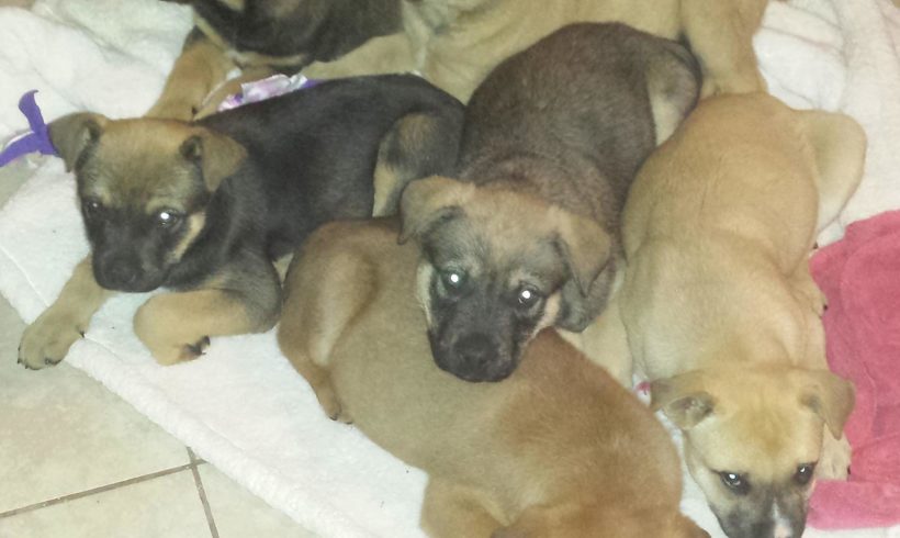 Cairo and Her Six Puppies