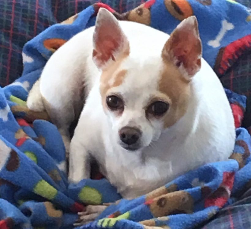 Brandy, the Obese Chihuahua
